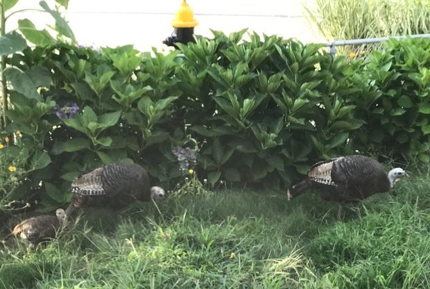 Turkey family in South Boston