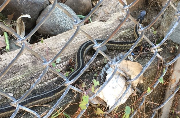 A snake in Jamaica Plain