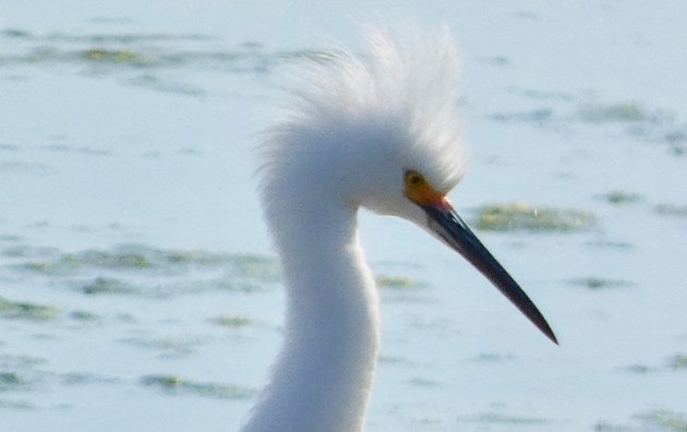 Egret with fuzzy feathers at Belle Isle Marsh