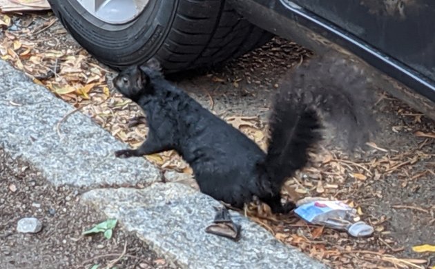 Black squirrel