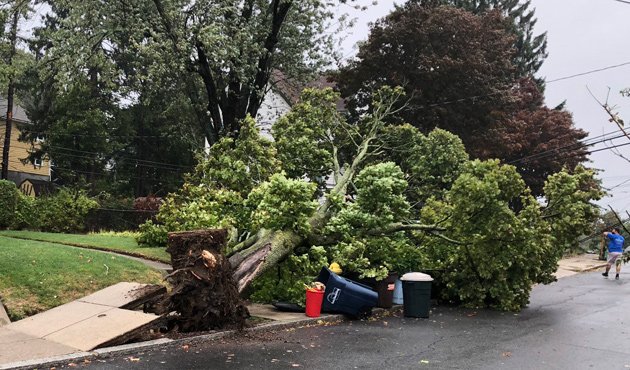 Tree down in Roslindale