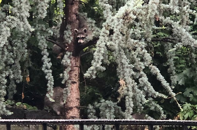 Raccoon in a tree in Charlestown