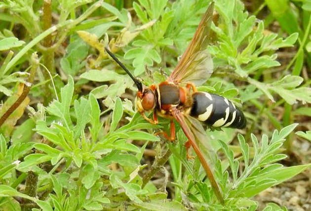 Cicada killer wasp