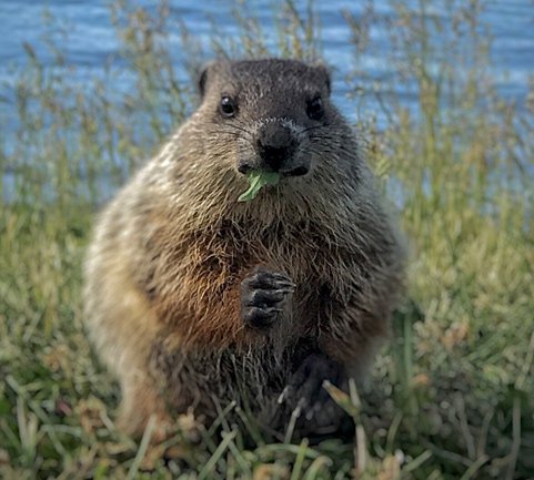 gopher