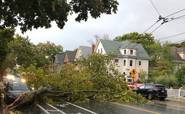 Downed tree in Cambridge