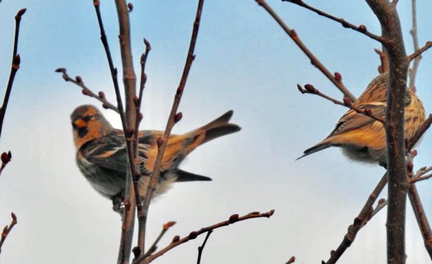 Redpolls at Millennium Park in West Roxbury