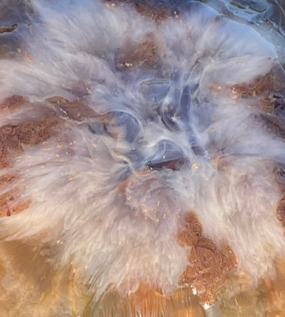 Lion's mane jellyfish