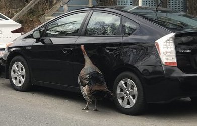 Turkey pecks a Prius in Cambridge