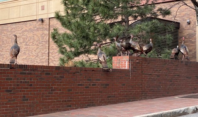 Turkeys at the Prudential Center