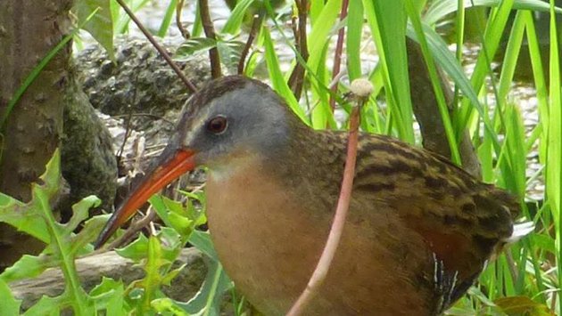 Virginia rail in Millennium Park in West Roxbury