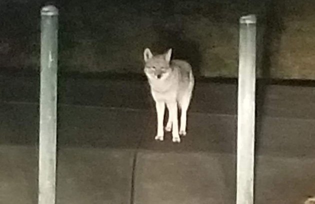 Coyote in Roxbury