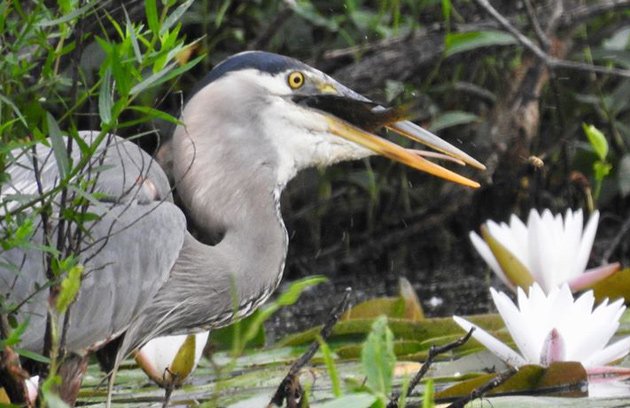 Great blue heron enjoying a fresh fish snack at Millennium Park