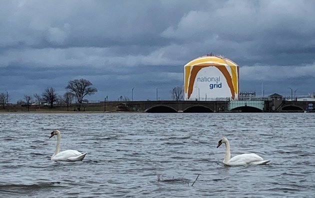 Swans in Dorchester Bay