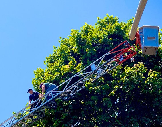 Leading a tree trimmer down a fire ladder