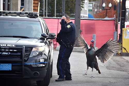 Angry turkey and cop in Somerville