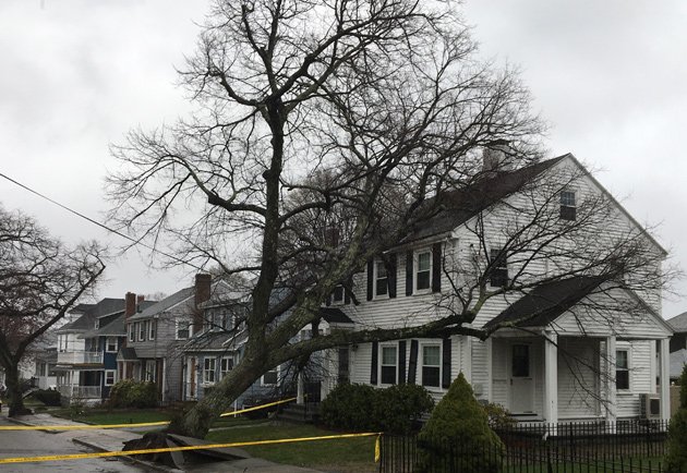 Tree on a house in West Roxbury