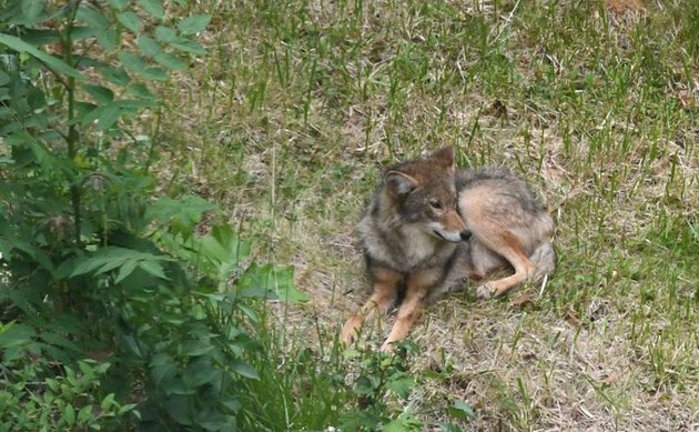 Coyote in Roslindale