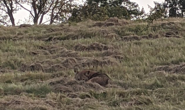 Coyote up a hill in the Roslindale part of the Arboretum