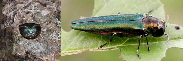 Emerald ash borer