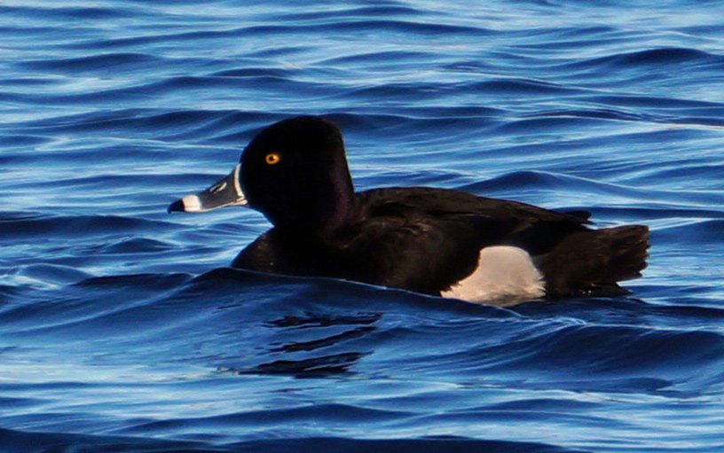 Ring-necked duck