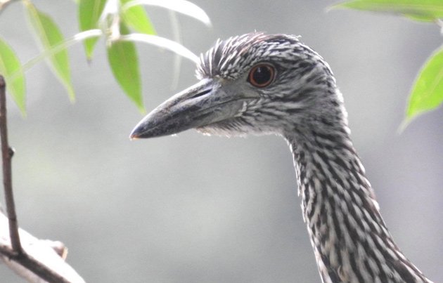 Juvenile yellow-crowned night heron