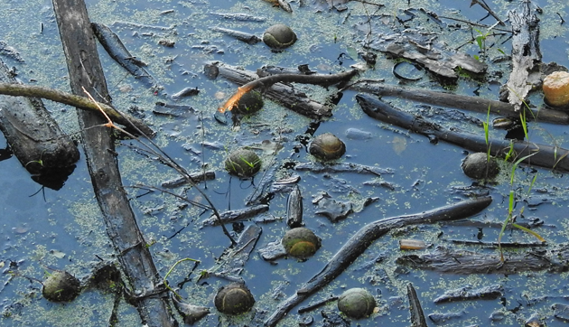 Tennis balls in a West Roxbury swamp