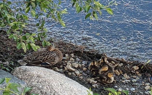 Mother and baby ducks going to sleep