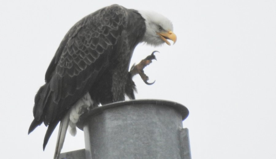 Eagle with big talon