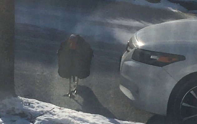 Giant turkey on Bradlee Street in Hyde Park