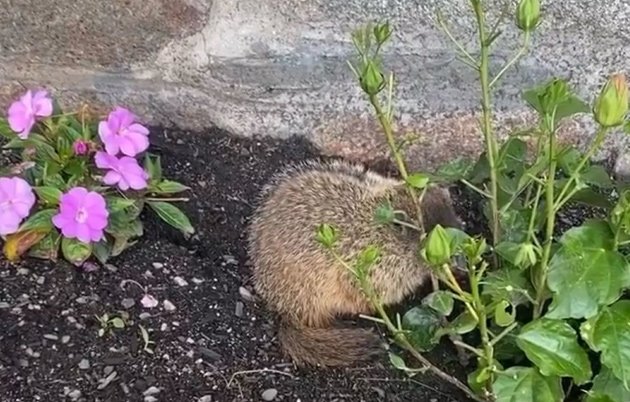 Menacing gopher