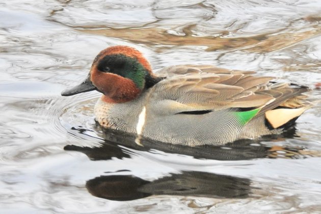 Green-winged teal 