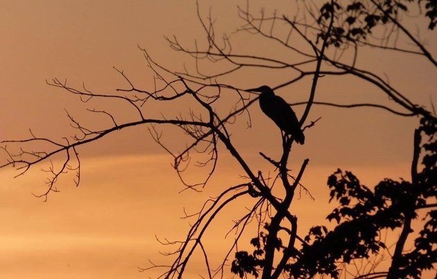 Great blue heron in a tree by the CharlesRiver