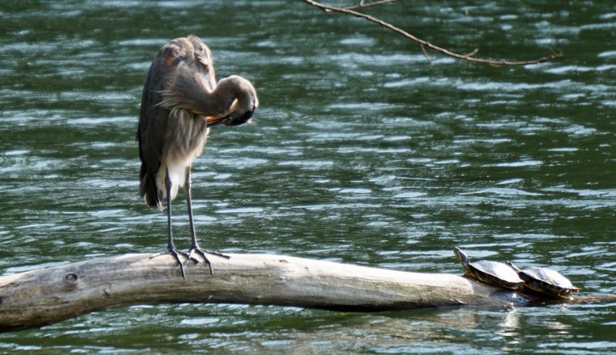 Heron preens while turtles watch