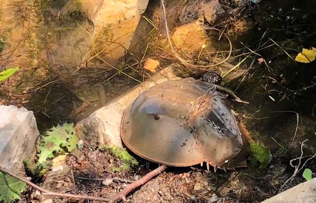 Horseshoe crab at Jamaica Pond