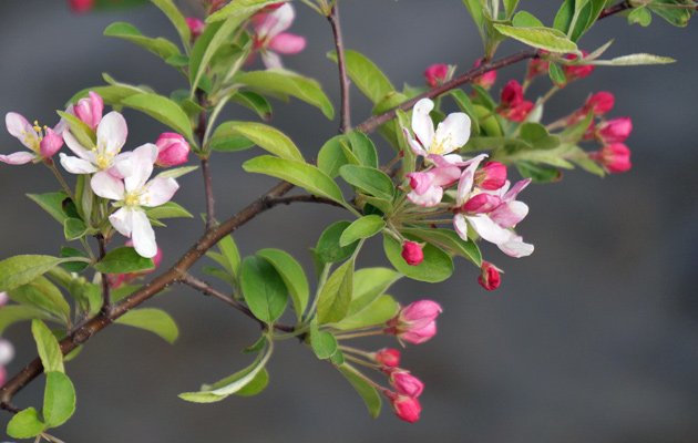 Flowering tree