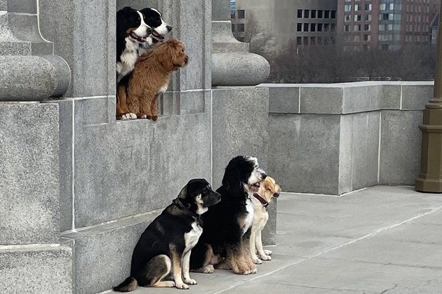 Dogs posing for a photo on the Longfellow Bridge