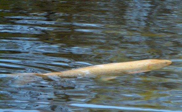 Large white carp in Jamaica Pond