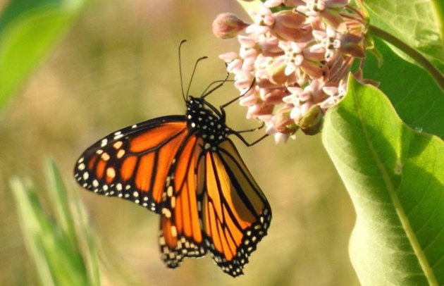 Monarch butterfly in Millennium Park