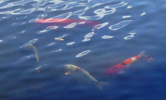 Four koi