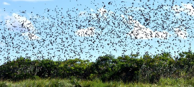 Murmuration in Rumney Marsh