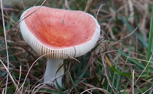 A mushroom