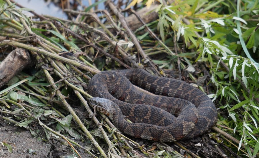 Snake near the Charles River in West Roxbury