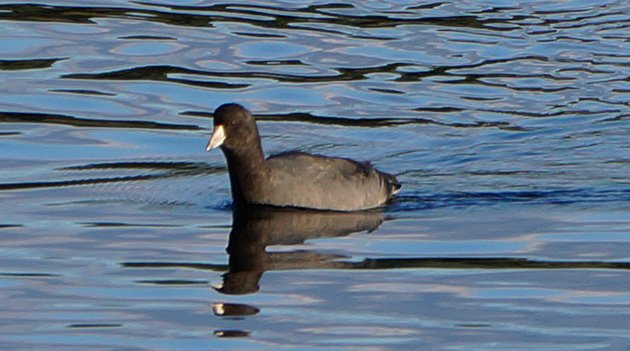 A coot