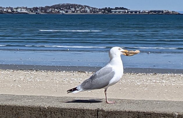 Seagull with a bagel