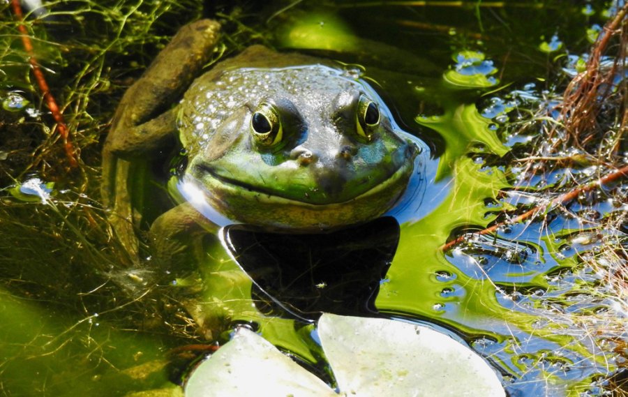 A smiling frog in Cutler Park