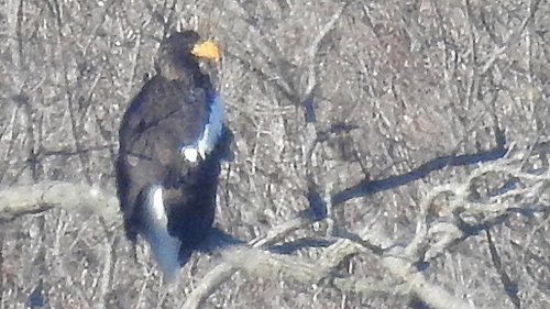 Steller's sea eagle in Massachusetts