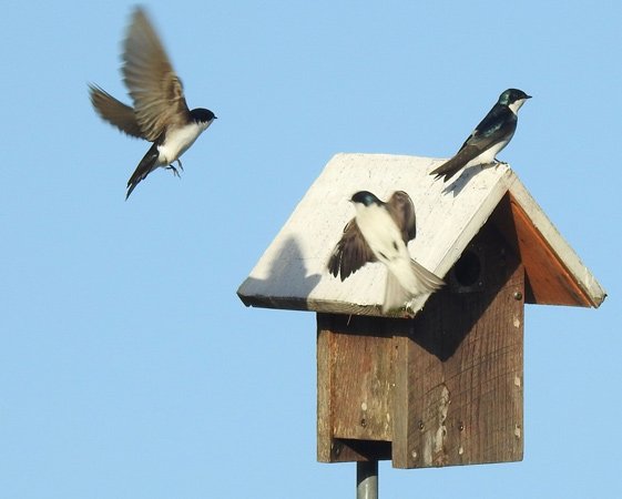 Tree swallows fight for prime space at Millennium Park