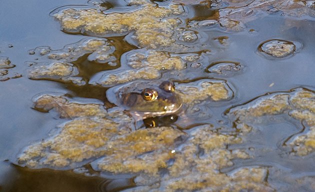 Frog in a pond on the JP/Brookline line