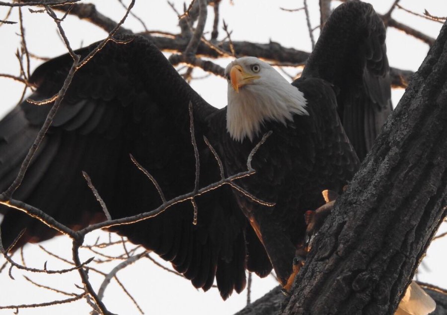 Landing eagle