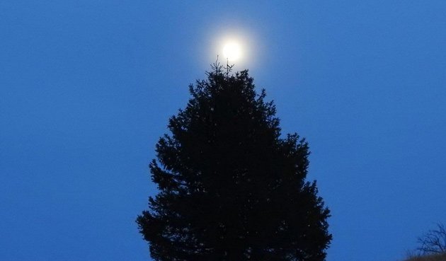 Moon over tree at Millennium Park